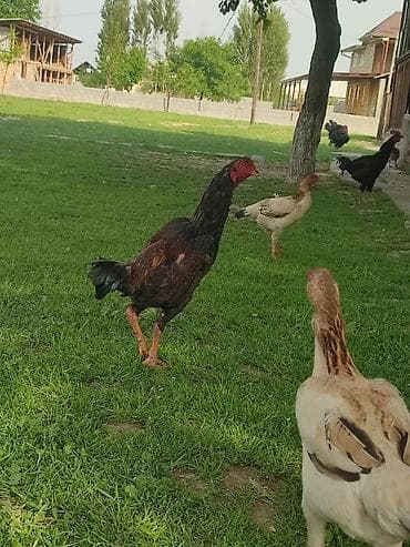 Айыл-чарба жаныбарлары: Сатам | Короздор | Тебиштирүүчү | Көбөйтүү үчүн — 7