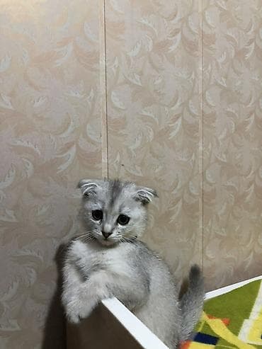 корниш рекс цена: Шотландский вислоухий котёнок (Scottish Fold), окрас серебристый — 4