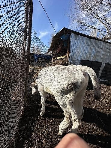швиц тёлка: Продаю | Бык (самец) | Швицкая | На откорм | Племенные — 4