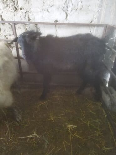 ат жабуу: Сатам | Ургаачы кой (ургаачы) | Аргын | Союуга — 9