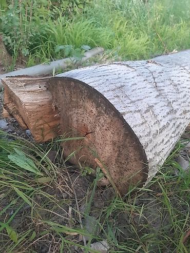 балки кругляк: Цельный ствол ОРЕХА без распила. Характеристики: - Длина — 3