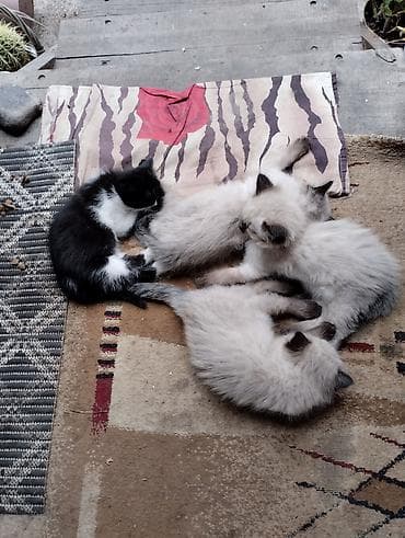 возьму котят: Очаровательные сиамские котята,пушистые девочки. Крысоловы.Пятнистый — 6