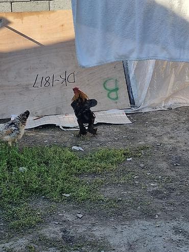 петух леггорн: Продаю | Петух | Для разведения — 2