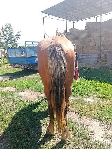 Продаю | Жеребец | Конный спорт | Племенные — 3