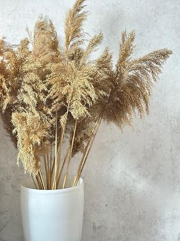 Сухоцветы Оптом и в Розницу всего лишь за одну веточку,такую цену даже