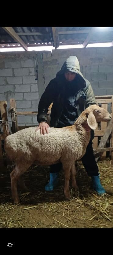 купить собаку чихуахуа: Продаю | Овца (самка) | Арашан | Для разведения | Племенные — 6