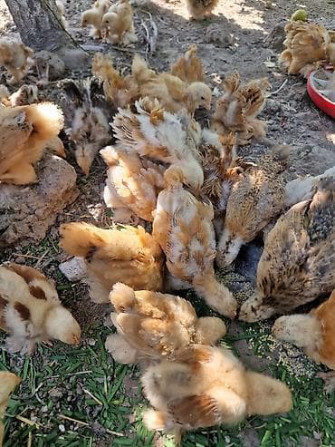 коротколапая кошка: Продаю | Цыплята | Кохинхин | Для разведения — 2