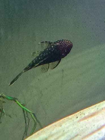 аквариумные улитки: Аквариумная рыбка чистит налёт на стёклах и растениях в вашем — 1