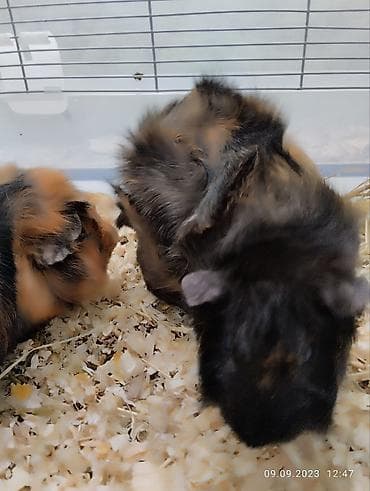 морской: СРОЧНО продам морских свинок вместе с клеткой! морские свинки — 3