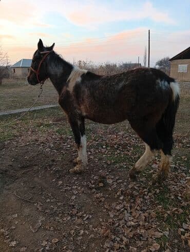 корм для домашних животных: Продаю | Кобыла (самка) | Рабочий — 3