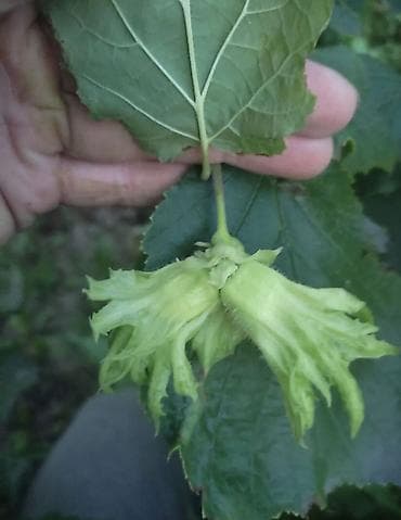 Саженцы фундука сортового. Описание: - Крупноплодный фундук с