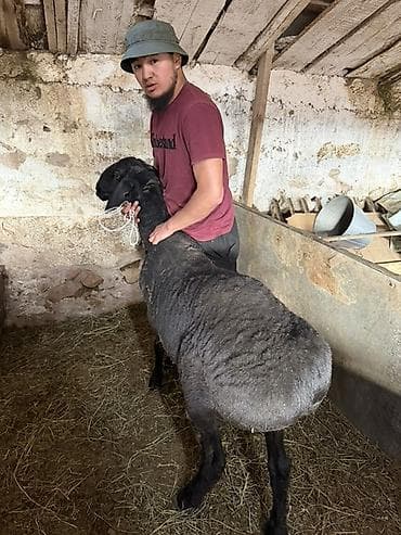 продается кашара: Продаю | Баран (самец) | Гиссарская | Для разведения | Племенные — 5