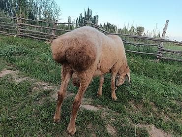 Животные: Продаю | Баран (самец) | Для разведения | Племенные — 4