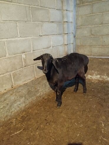 купить шимпанзе живую цена: Продаю | Баран (самец) | Арашан | На забой, Для разведения | Осеменитель — 4