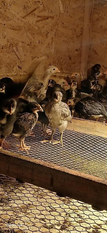 Айыл-чарба жаныбарлары: Сатам | Балапандар | Көбөйтүү үчүн — 1