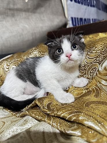 котенок скотиш фолд: Шотландские вислоухие котята (Scottish Fold) - Окрас: один бело-серый — 1