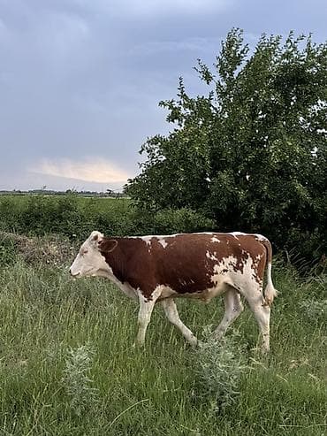 кой мал: Продаю | Бык (самец) | На откорм — 2