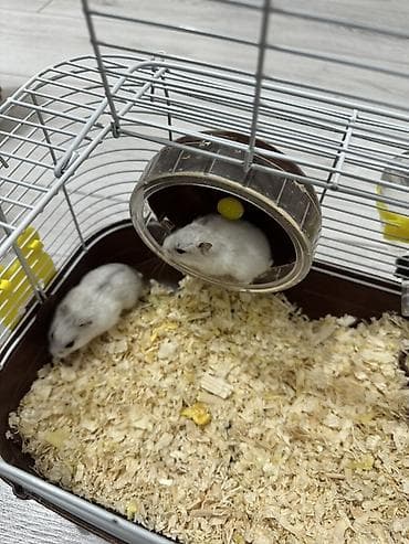 хомяк цена бишкек: 🐹 ПРОДАЮ ДВУХ ХОМЯЧКОВ 🐹 Милые, активные и красивые хомячки ❤️ На — 2