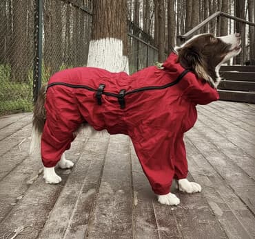 зоомагазин бишкек рядом: Комбинезон-дождевик для собаки Asmpet Одевали несколько раз. Не — 1