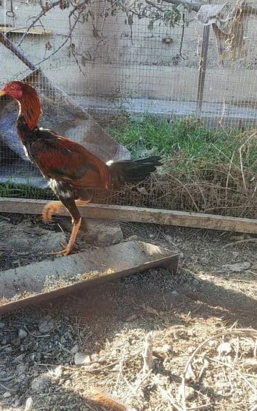 продажа щенков немецкой овчарки с документами в бишкеке: Сатам | Короздор, Балапандар | Тебиштирүүчү, Дакан | Көбөйтүү үчүн, Тебиштирүү үчүн — 2