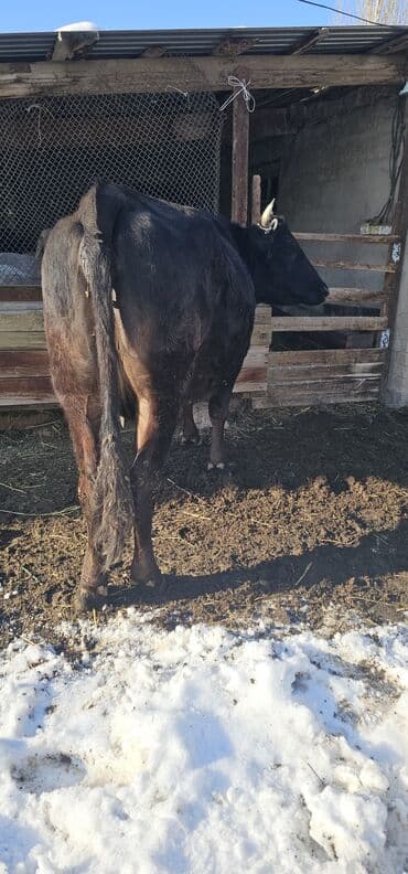 токмок животные: Продаю | Корова (самка), Бык (самец), Тёлка | Полукровка, Алатауская | Для разведения, Для молока | Стельные — 2
