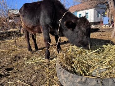 продам французского бульдога: Продаю | Бык (самец) | На откорм | Привязанные — 4