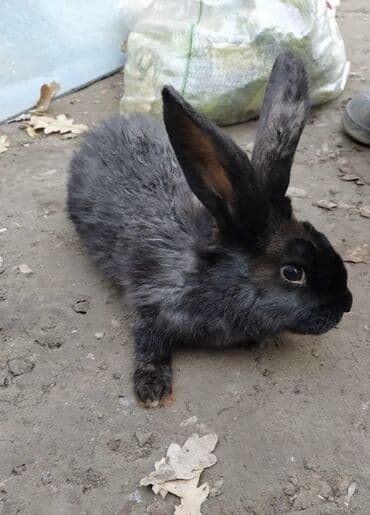 кролик декоративные: Коен 3 шт 
Шт 450 сом — 1