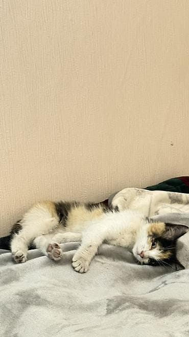 бенгальская кошка бишкек: Кошка даром: Беспородная, Девочка, Приучена к лотку — 2