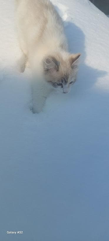 5 месяцев, Девочка, Приучена к лотку