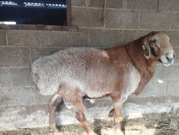 продажа щенков немецкой овчарки с документами в бишкеке: Сатам | Кочкор (эркек) | Көбөйтүү үчүн | Асыл тукумдуу — 1