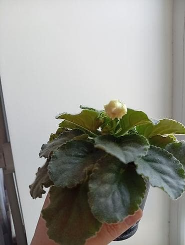 цветы канны: Продаю фиалки есть детки — 8