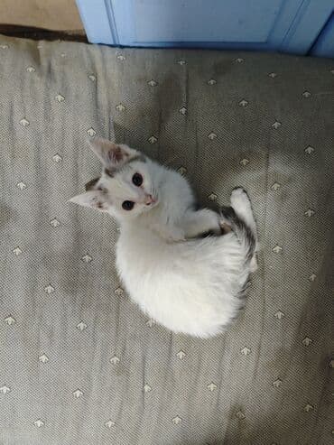 русская голубая кошка котята: Котята домашние, короткошёрстные. - Окрас: один бело‑чёрный — 1