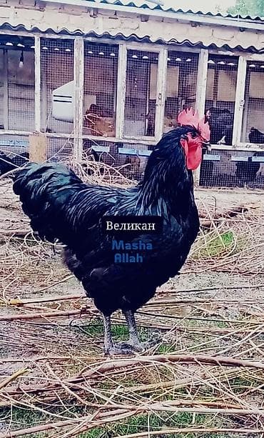 Джерсийский гигант жумурткага жана жөжөлөргө заказ алабыз