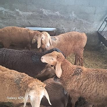 Үй жаныбарлары: Продам ягнята (самцы) по 15500с. подойдёт и на забой — 2