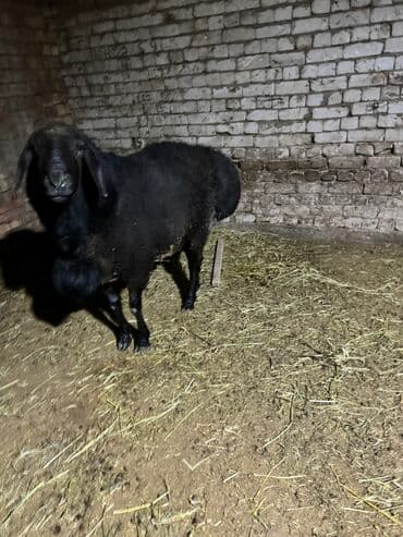 домик для собаки: Сатам | Кочкор (эркек) | Арашан | Көбөйтүү үчүн — 3