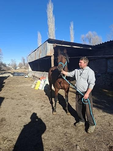 продаю верблюд: Продаю | Жеребец | Рабочий — 3