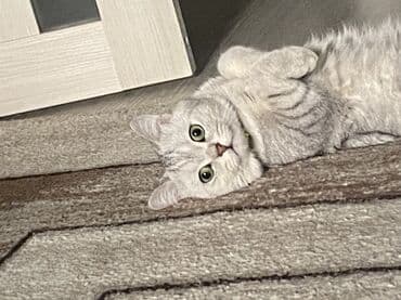 британский короткошерстный кот: Скотиш Страйт (Шотландская прямоухая), 1 год, Мальчик, Серебристая шиншилла, С документами — 7