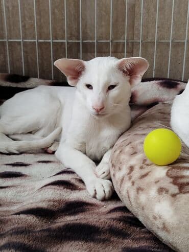 наполнители для кошек: Ориентальная, 4 месяца, Мальчик, Белый, Приучена к лотку, Проглистована, С документами — 19