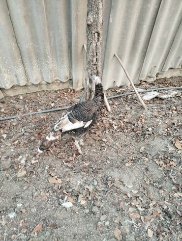 дистанционный микрофон цена бишкек: Продаю Индюка самец мартовскии цена 2200 тысяч сом — 4