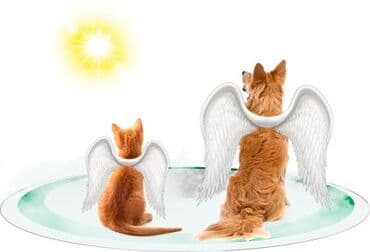 Эвтаназия (усыпление. гуманно ) Собак и кошек Вывоз трупов