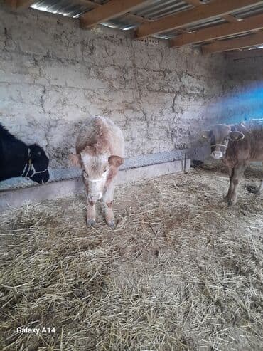 собака дом: Продаю | Музоо, торпок | На откорм | Привязанные — 9