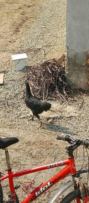 Зоотовары: Продаю | Куры | Для разведения — 1