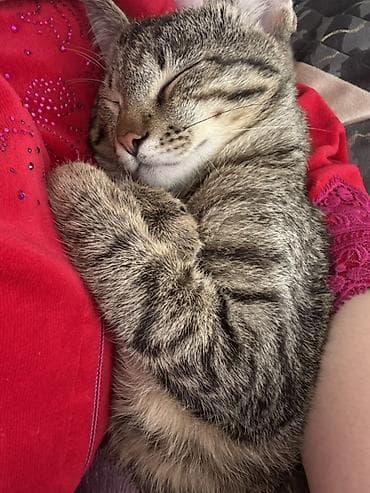 Домашний котёнок с красивым тигровым (табби) окрасом. - Ласковый и