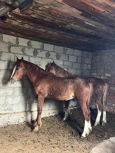 Сатам | Байтал | Аргын | Ат спорту — 3