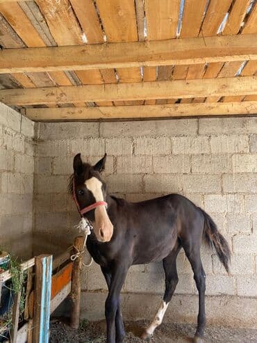 купить породистую собаку: Продаю | Жеребенок | Для разведения — 4