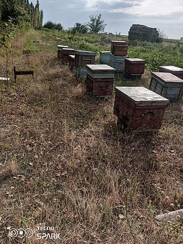 Недвижимость: Пасека/пчелохозяйство: деревянные ульи - Комплект ульев разных цветов — 2