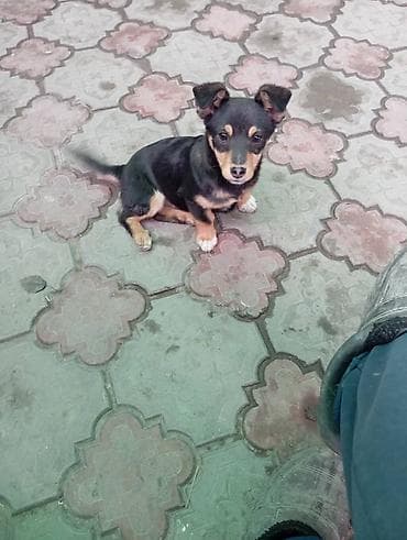 Продажа собак: Шпиц, 4 месяца, Самец — 3