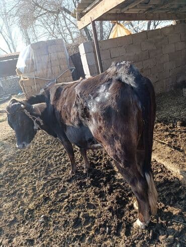продаю дойную корову: Продаю | Корова (самка) | Для разведения | Привязанные — 3