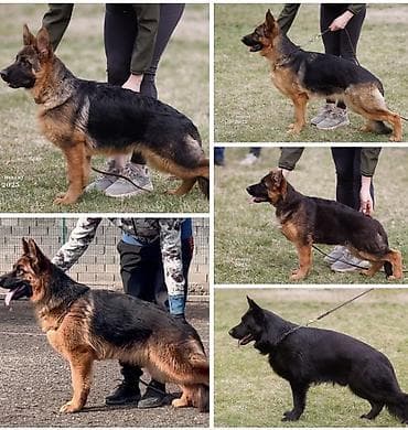 бельгийские овчарки малинуа: Питомник Temir Haus Kennel — помет немецкой овчарки от 08.03.2026 — 8