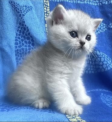 кости: Скотиш Страйт (Шотландская прямоухая), 2 месяца, Мальчик, Серебристая шиншилла, Приучена к лотку — 7